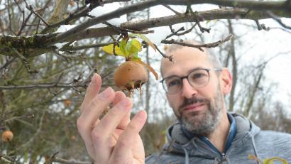 Bild: Gabi Schönberger
Christian Kraus nascht eine Mispel in seinem Garten in Grafenwöhr. Den Strauch hat er vor zehn Jahren gepflanzt. Das Obst verarbeitet er gern zu Mus.