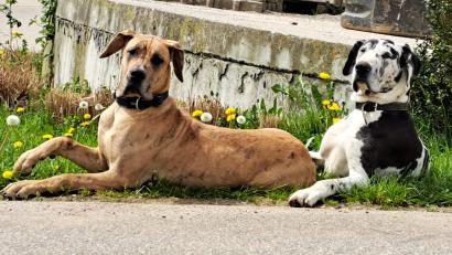 Bild: Julia Linsmeier/exb
Angie und Klausi, die Hunde der Familie Linsmeier in Dietersdorf, sind seit 30. November spurlos verschwunden.
