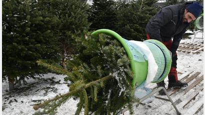Archivbild: Petra Hartl
Für den Bund Naturschutz sollte nicht jeder x-beliebige Tannenbaum ins Transportnetz. Am besten wären ökologisch erzeugte Christbäume von zertifizierten Anbietern.