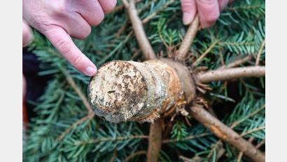 Bild: Petra Hartl
Beim Blick auf die Schnittstelle kann man beim Weihnachtsbaum-Kauf erkennen, ob der Baum schon vor längerer Zeit geschlagen wurde. Dieser hier hat eine helle Schnittstelle, ist also noch frisch.