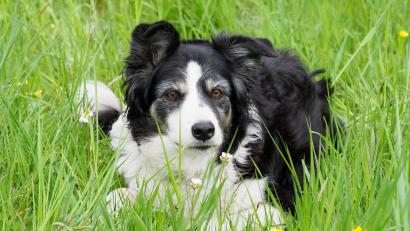 Archivbild: Soeren Stache/dpa
Der Border Collie ist ein Hütehund. Er gilt als freundlich und aufmerksam, wacht über sein Rudel. Wegen seiner Wurzeln wird ihm ein ausgesprochener Beschützerinstinkt zugeschrieben.