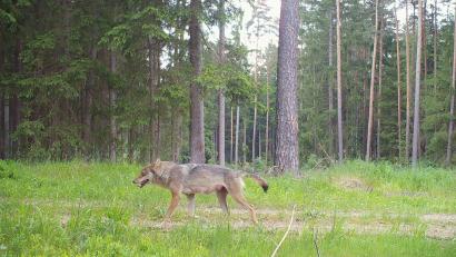 Archivbild: Bundesforstbetrieb Grafenwöhr
Bisher wurden im Truppenübungsplatz Grafenwöhr überwiegend Einzeltiere oder zwei, drei Wölfe zusammen gesichtet, wie hier am 13. Mai 2023 diese Wölfin. Nun gibt es ein Rudel mit acht Tieren.