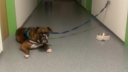 Bild: Polizeistation Nittenau/exb
Dieser etwa ein Jahr alte Boxer wurde am Donnerstag in Nittenau ausgesetzt.