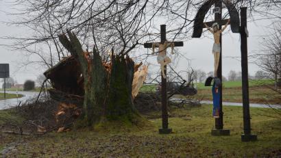 Bild: dob
Der Jahrhunderte alte Baum an den drei Kreuzen bei Waldau hielt dem Sturm an Weihnachten nicht mehr stand.