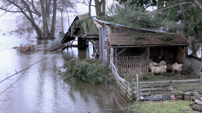 Bild: Gustl Beer
Insbesondere in der Nähe des Weidener Hammerwegs und zwischen Pirk und Rothenstadt sah das Hochwasser an den Weihnachtsfeiertagen spektakulär aus. Diese Schafe dürften nervös geworden sein.