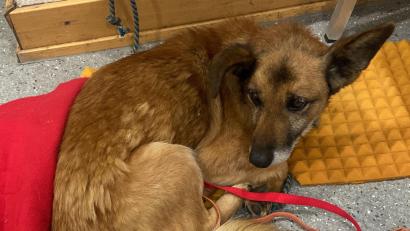Bild: PI Schwandorf/exb
Am Montagabend wird die Polizei über einen Hund informiert, der in einer Bank angekettet zurückgelassen worden ist. Inzwischen ist er im Tierheim Schwandorf.