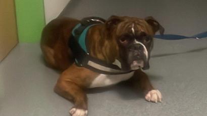 Bild: Polizei Nittenau/exb
Fund-Hund Monty: Seine Herkunft wurde zwischenzeitlich geklärt.