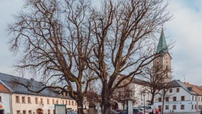 Bild: Susanne Forster
Die beiden rund 100 Jahre alten Rosskastanien am Marktplatz in Bärnau prägen das Stadtbild – haben aber auch Altersschwächen. Stadtförster Patrick Maurer empfahl die Fällung samt Neubepflanzung. Sachverständiger Edgar Wenisch sieht das anders. Für eine Entscheidung wartet der Stadtrat sein Gutachten ab.