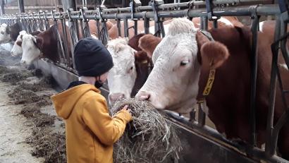Archivbild: Jutta Forster, AELF
Diese Bilder wird es nicht mehr geben. Kleine Landwirte investieren nicht in einen Freilaufstall, sondern geben auf. Das hat Folgen für die Kulturlandschaft.