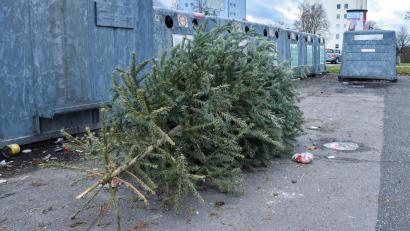 Bild: Stephan Huber
"Alle Jahre wieder", auch diesmal, in der Merianstraße in Amberg: Ausgediente Christbäume werden einfach auf dem Containerstandort abgelegt: Das ist verboten.