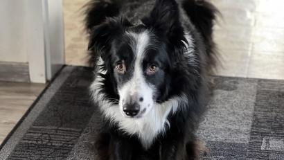 Bild: Dominik Mark
Für die meisten Haustiere ist die Silvesternacht die reinste Qual. Auch Border Collie "Kylo" von Redakteur Dominik Mark fürchtet sich jedes Jahr erneut vor den Krach der Böller und des Feuerwerks.