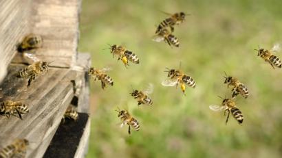 Symbolbild:  Clemens Schüßler - stock.adobe.com
Ein Unbekannter hat es zu Silvester auf Bienen abgesehen.