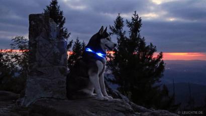 Bild: trends and more GmbH &amp; Co.KG 
Die seit 20 Jahren schützen die Halsbänder Hunde in der Dunkelheit.