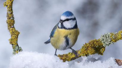 Bild: Willi Kroll/Flickr
Auch Blaumeisen werden sicherlich einige gesichtet werden.