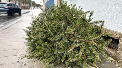 Bild: Gabi Schönberger
Ab 8. Januar werden in Weiden die ausgedienten Christbäume eingesammelt. Die Stadt bittet die Bürger, die Bäume ab 6.30 Uhr gut sichtbar an den Straßenrändern oder Gehwegen abzulegen.