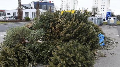 Symbolbild: Petra Hartl
Am kommenden Wochenende werden in etlichen Gemeinden im Landkreis Tirschenreuth die ausgedienten Christbäume eingesammelt. Wer den Baum länger stehen lassen will, sollte sich nach Auskunft des Landratsamts vorher Gedanken 
machen, wie er ihn anderweitig entsorgen kann.