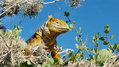 Bild: Michael Juhran/dpa
Auf den Inseln Santa Fé und Plaza Sur nahe Santa Cruz klettern Landleguane auch auf Bäume und Sträucher.