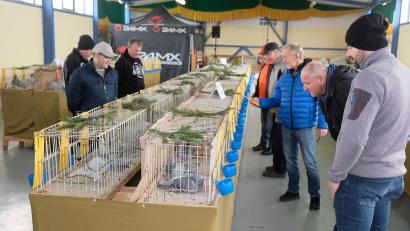 Bild: do
Rund 200 Tauben präsentieren die Züchter bei der Ausstellung in Tremmersdorf.