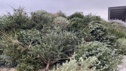 Bild: dob
Beim Heizwerk der Naturenergie stapeln sich die ausgedienten Weihnachtsbäume.