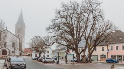 Bild: Susanne Forster
Nun also doch: Die beiden Rosskastanien am Marktplatz in Bärnau sollen entnommen werden. Zwischenzeitlich stand das Hinzuziehen eines Sachverständigen zur Debatte. Edgar Wenisch aus Konnersreuth sollte ein Baumgutachten abgeben. Das ist nun hinfällig.