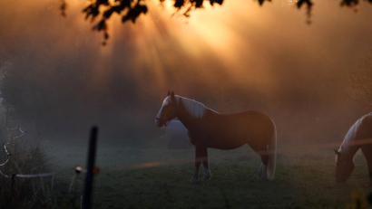Symbolbild: Karl-Josef Hildenbrand /dpa
Im Landkreis Kronach ist ein Pferd angefahren worden und gestorben.