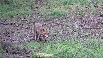 Bild: ge
Wenn ein Fuchs in seiner natürlichen Umgebung auffällige Verhaltensweisen zeigt, kann er krank sein und zum Beispiel Staupe haben.
