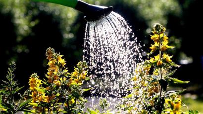 Symbolbild: Roland Weihrauch/dpa
Wie gießt man den Garten richtig und sparsam? Auch darum geht es beim Saatgut-Spektakulum in Gebenbach.
