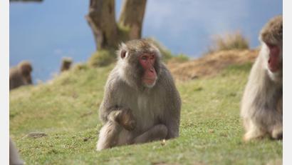 Bild: Royal Zoological Society of Scotland/dpa
Ein Japanmakak (Macaca fuscata) ist dem Highland Wildlife Park entwischt.