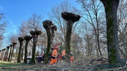 Bild: Gabi Schönberger
Erste Vorboten des Frühlings in Weiden: Mitarbeiter der Stadtgärtnerei schneiden Kopfweiden zurück.