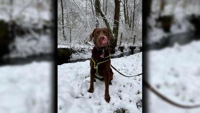 Bild: Sollfrank / exb
Labrador-Retriever Loki ist in Weiden angemeldet und trägt somit eine Hundesteuermarke. Sein Besitzer Markus Sollfrank kritisiert vor allem die starke Erhöhung der Hundesteuer für Besitzer mehrerer Hunde und von Listenhunden.