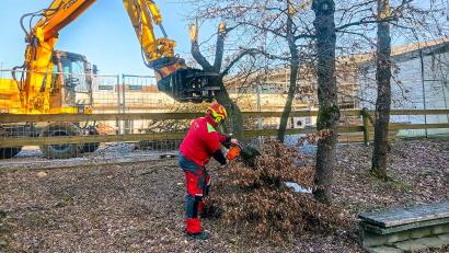 Bild: fpoz
Am Montag wurden bereits die Bäume im ehemaligen Pausenhof der Jobst-vom-Brandt-Schule entfernt.