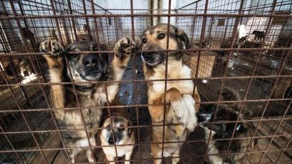 Symbolbild: Michael – stock.adobe.com
Jeder Hund habe ein Zuhause verdient, in dem es ihm gut geht, sagt Alexandra Demleitner, Mitglied im Tierschutzverein "Straßenhunde Rumänien in Not". Gerade in Rumänien sei das oft nicht der Fall.