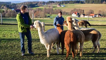 Bild: Florian Miedl/fph
Feuchte Nasen und Zungen kitzeln auf der Handfläche, wenn Manuela und Andreas Kappauf mit Futter auf die Weide vor traumhafter Steinwaldkulisse kommen.