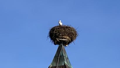 Bild: aub
Der Storch hat vor wenigen Tagen wieder sein Quartier auf dem Horst der Nabburger Friedhofkirche bezogen.