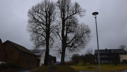 Bild: fla
Baumgutachter Manfred Härtl wird die Dorflinde erneut kontrollieren.