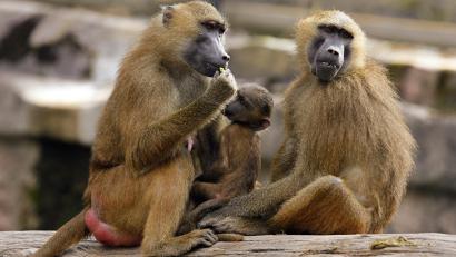 Bild: Daniel Karmann/dpa
Eine Gruppe Paviane sitzt in ihrem Gehege im Tiergarten in Nürnberg.