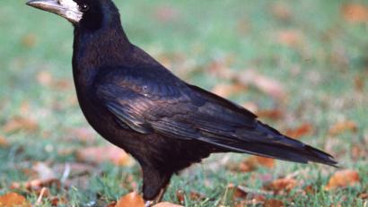 Archivbild: Nagel/dpa
Eine Saatkrähe steht auf einem Feld. Besonders im Winter sind Saatkrähen in Schwärmen auf Wiesen und Feldern, manchmal sogar mitten in den Großstädten anzutreffen.