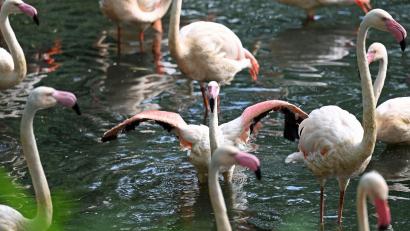Bild: Jessica Lichetzki/dpa
Im Berliner Zoo gibt es einige Flamingos - der älteste von ihnen, Ingo, ist nun gestorben.