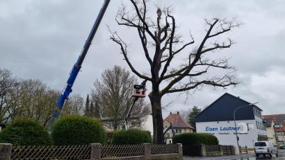 Bild: kaz
Circa 200 Jahre wurde die Eiche auf dem Grundstück der Familien Lautner und Lorenz alt. Wegen Pilzbefall musste er nun gefällt werden.
