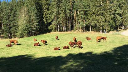 Bild: Landratsamt Wunsiedel/dpa
Das Foto zeigt eine Rotviehherde im Selbbachtal im Landkreis Wunsiedel, die einen neuen „Kümmerer“ via Kontaktanzeige sucht.