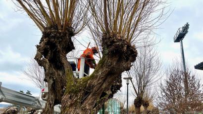Bild: Gabi Schönberger
Mit Hilfe einer Hubarbeitsbühne gelangen die Arbeiter der Stadtgärtnerei Weiden an die Zweige der großen Kopfweiden.