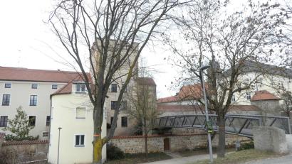 Bild: Bernhard Frank, Stadt Amberg/exb
Um diese beiden Bäume geht es: Eine Esche und eine Hainbuche müssen wegen der Sanierung des Basteistegs gefällt werden.