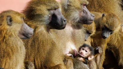 Bild: Daniel Karmann/dpa
Paviane sitzen mit einem Jungtier in ihrem Gehege im Tiergarten Nürnberg.