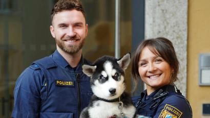 Bild: Tobias Weingärtner/Polizeipräsidium Oberpfalz
Ein kleiner Huskywelpe sucht in Regensburg seinen Besitzer.