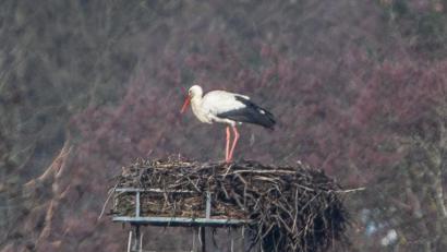 Bild: Norbert Vetter/exb
Der Storch ist zurück in Kemnath. Hobbyfotograf Norbert Vetter hat diesen Moment mit seiner Kamera festgehalten.