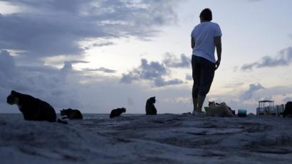Symbolbild: Lynne Sladky
In den USA ist wohl erstmals ein Mensch nach einer Infektion mit dem neuartigen Alaskapocken-Virus gestorben. Möglicherweise habe er sich bei einer streunenden Katze angesteckt, hieß es von den Behörden.