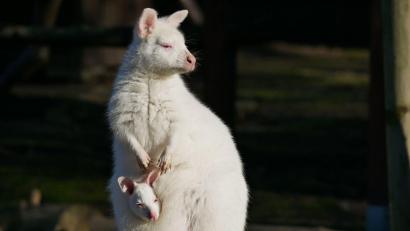 Bild: -/Zoo Hoyerswerda/dpa
Das weiße Bennett-Känguru mit seiner Mutter namens Flöckchen, ebenfalls ein Albino.