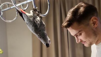 Bild: Maria Caly
Das Papageien-Weibchen Sasha war ein fester Bestandteil der Familie Caly. Der erst drei Jahre alte Vogel sei immer zum Scherzen aufgelegt gewesen, sagt Besitzerin Maria Caly. Hier beobachtet Sasha Marias Verlobten bei der Küchenarbeit.