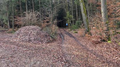 Bild: ge
Südlich von Ödhaag verläuft dieser Waldweg in Richtung Lauterhofen. Er soll nun zum Radweg ausgebaut werden.