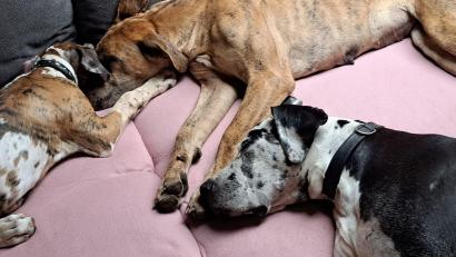Bild: Linsmeier/exb
Seit ihrer Rückkehr verbringen die Deutschen Doggen Klausi und Angie viel Zeit mit ihrem Welpen Bella auf dem Sofa.